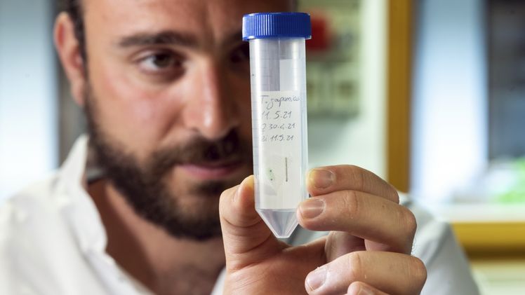 Der natürliche Gegenspieler der Marmorierten Baumwanze, die Samurai-Wespe (Trissolcus japonicus), wird am Versuchszentrum Laimburg gezüchtet. Bild: © Laimburg Research Centre/ivo corrà.