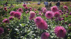 Dahliengarten. Bild: © Uhlemann.