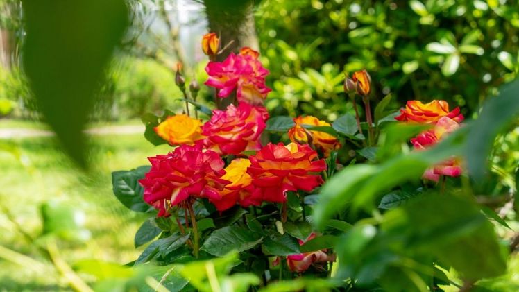 Die Edelrose 'Planters Punch' bringt Farbe in jedes Beet. Bild: Heinje.