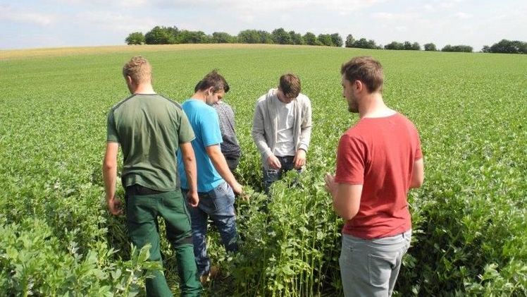 Die Praxis bleibt hängen. Berufsschüler begutachten die Ackerbohnenpflanzen, zählen die Hülsen pro Pflanze und prognostizieren die zu erwartende Ernte. Foto: FiBL, Kerstin Spory