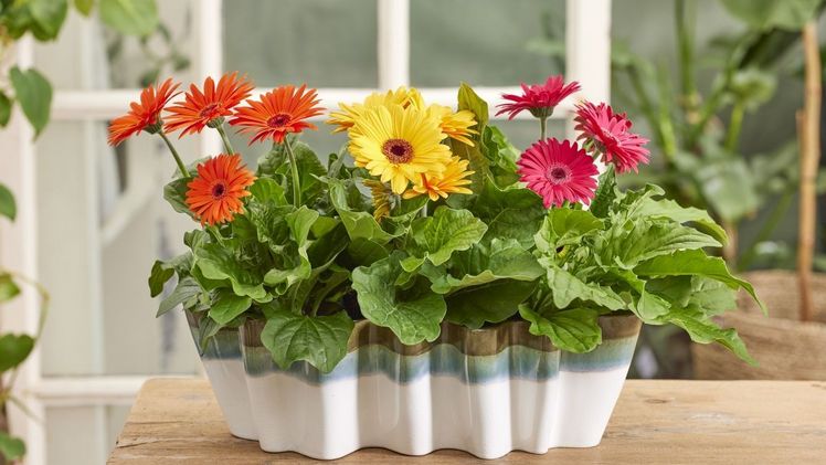 Royal ist eine etablierte Serienmarke mit einer langen Erfolgsgeschichte. Sie ist bekannt für ihre hohe Uniformität, ihre kräftigen Farben und ihre Eignung für größere Topfgrößen. Bild: HilverdaFlorist.