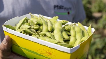 Die Jahrhunderte alte und äußerst gesunde Kulturpflanze aus Fernost wird jetzt erfolgreich in der Pfalz angebaut. Bild: Pfalzmarkt eG. Die Jahrhunderte alte und äußerst gesunde Kulturpflanze aus Fernost wird jetzt erfolgreich in der Pfalz angebaut. Bild: Pfalzmarkt eG.