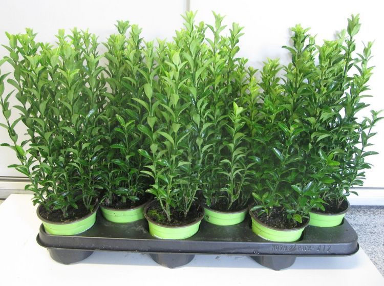 Euonymus japonica 'Green Wonder'. Bild: Swinkels.