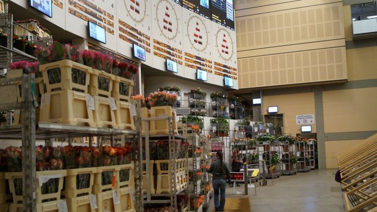 Die Veiling Rhein-Maas blickt insgesamt auf ein zufriedenstellendes erstes Halbjahr 2018 zurück. Bild: GABOT. 