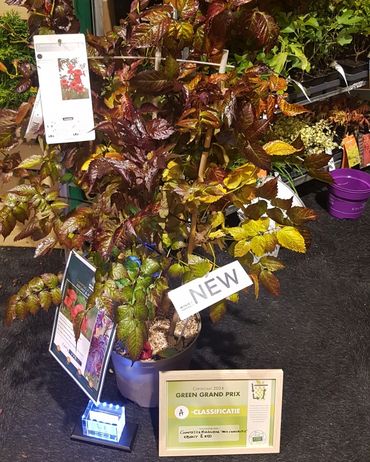 Campsis tagliabuana 'Mincamroug13'. Bild: GABOT. Campsis tagliabuana 'Mincamroug13'. Bild: GABOT.