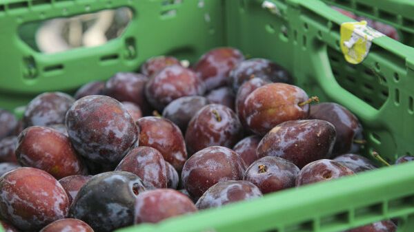 Genussbotschafter aus Franken: Jetzt beginnt die Ernte der Zwetschge, die in Franken tief verwurzelt ist und eine lange Tradition besitzt. Bild: (© LWG Veitshöchheim).