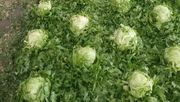 Hagelschäden bei Salat in Stams, Tirol. Bild: Österreichische Hagelversicherung.