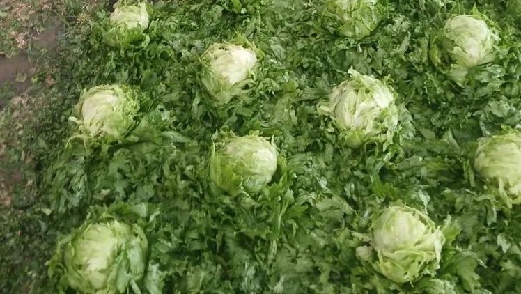 Hagelschäden bei Salat in Stams, Tirol. Bild: Österreichische Hagelversicherung.
