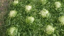 Hagelschäden bei Salat in Stams, Tirol. Bild: Österreichische Hagelversicherung.