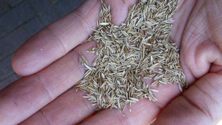 Die Sitzung des neuen Regelwerkausschusses (RWA) "Gebietseigenes Saatgut" wird am 11. Juli 2018 in Bonn stattfinden. Bild: GABOT.