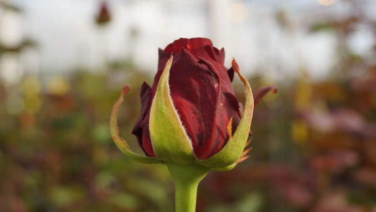 Jährlich findet am 12. November der bundesweite Berufsorientierungstag „Greenday - Schulen checken grüne Jobs“ statt. Bild: GABOT.