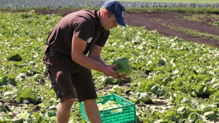 Swissskills 2022 Salaternte. Bild: lid.ch / Rho.