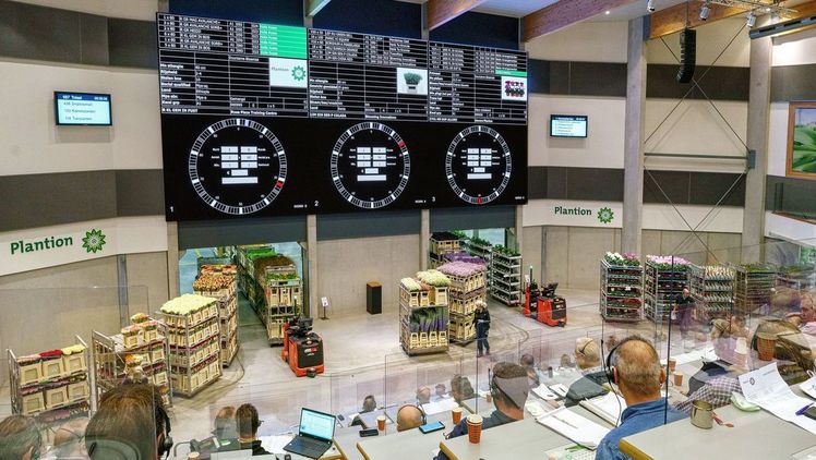 Im Rahmen der Innovationen wurde 2021 eine Live-Übertragung mit Videobildern aus der Versteigerungshalle eingeführt. Bild: Plantion.