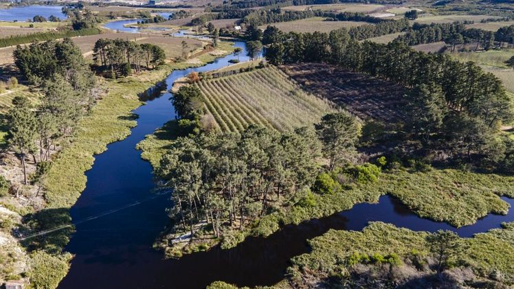 EDEKA unterstützt drei neue Projekte in Wasserrisikogebieten. Durch sogenannte Pufferstreifen zwischen landwirtschaftlich genutzter Fläche und Gewässern wird das Wasser geschützt. Bild: © Jacques Marais (Palmiet River).