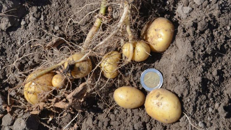 Langanhaltende Hitzewelle: Landwirte erwarten kleinere Knollen bei der kommenden Kartoffelernte. Quelle: DKHV.  