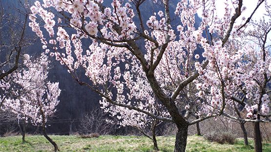 Bereits heute finden sich mehrere innovative Betriebe, die Mandeln in der Schweiz mit (kleinem) Ertrag anbauen. Bild: Agroscope.
