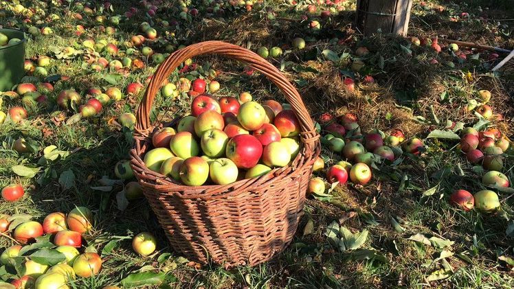 Streuobst. Bild: © Elke Lehnert / Ministerium für Ländlichen Raum und Verbraucherschutz.