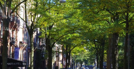 Auch Stadtbäume brauchen Pflege. Bild: GABOT.