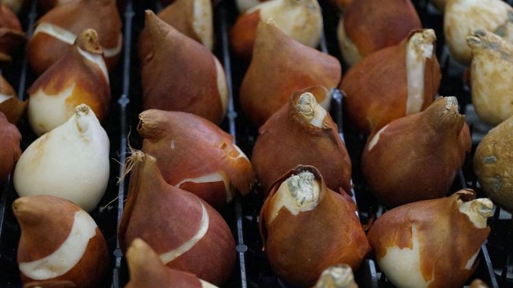 Bulbs4Kids hat wieder die Goldene Blumenzwiebel 2019 vergeben. Bild: GABOT.