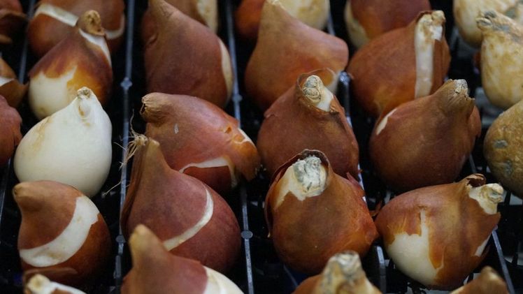 1,2 Millionen Blumenzwiebeln von 2.060 Klassen gepflanzt. Bild: GABOT.