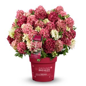 Hydrangea paniculata Groundbreaker® Ruby™