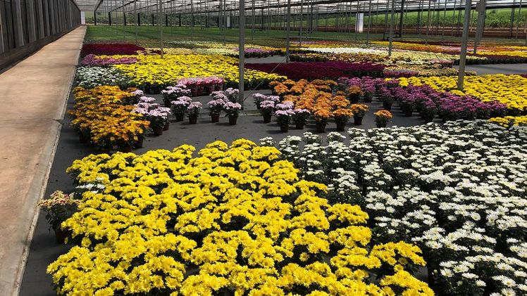 Der AIPH hat ein Dokument vorbereitet, das die Auswirkungen der aktuellen Krise auf die Produktionsunternehmen des Sektors erklärt. Bild: AIPH. 