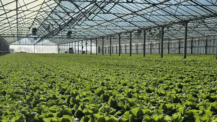 Auf der Gemüseinsel Reichenau startet jetzt die neue Salatsaison. Bild: Reichenau-Gemüse eG.