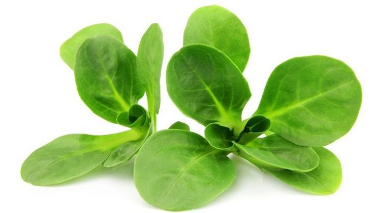 Enthält von allen Salaten am meisten Vitamine: Nüsslisalat. Bild: vsgp