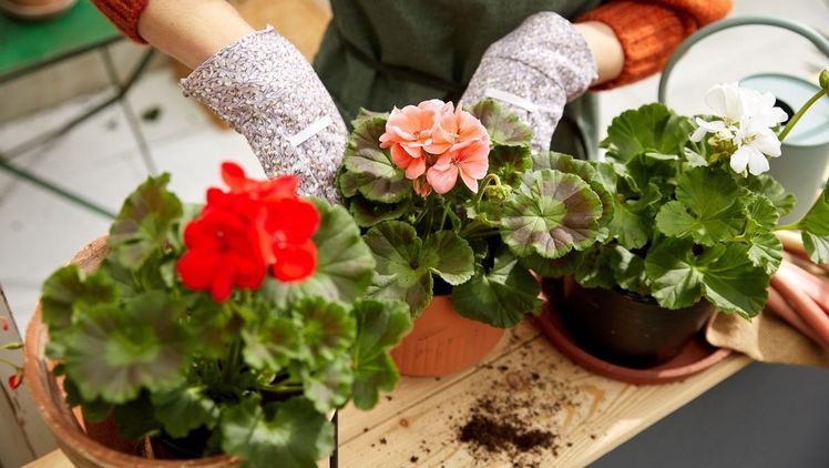 Bis 2023 wird Kaufland sein gesamtes Pflanzensortiment ausschließlich auf nachhaltigen und zertifizierten Anbau umstellen. Bild: Kaufland.