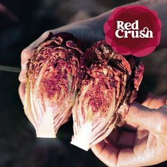 „Red Crush®“, Gautier Semences, Frankreich. Bild: FRUIT LOGISTICA.