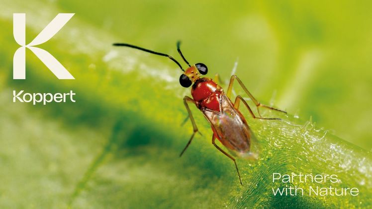Der neue Markenauftritt entspricht dem Anspruch von Koppert und spiegelt die Verbundenheit des Unternehmens mit der Natur wider. Bild: Koppert.