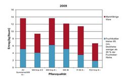 Baumertrag und Anteil der marktfähigen Ware bei verschiedenen Baumqualitäten der Apfelsorte 'Red Elstar' 2009.