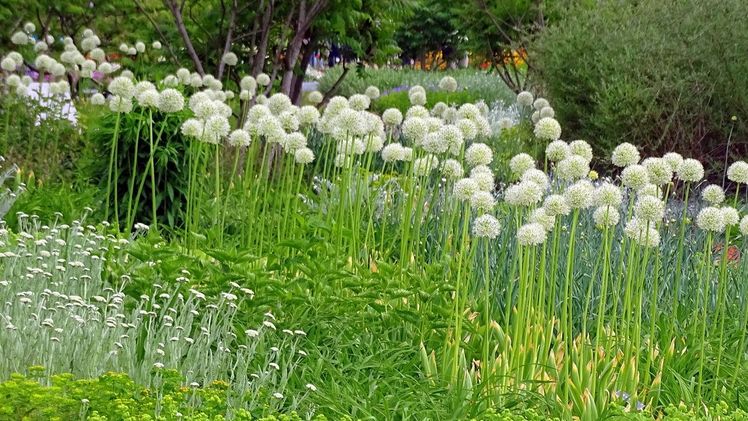 Bezaubernde Brandung: Weißer Kugel-Lauch (Allium ’Mount Everest‘) und silbrige Schafgarbenbänder sorgen für Wellengang im frischgrünen Meer aus Wolfsmilch (Euphorbia), Frauenmantel (Alchemilla) und Duftnesseln (Agastache). Bild: GMH/Bettina Banse.
