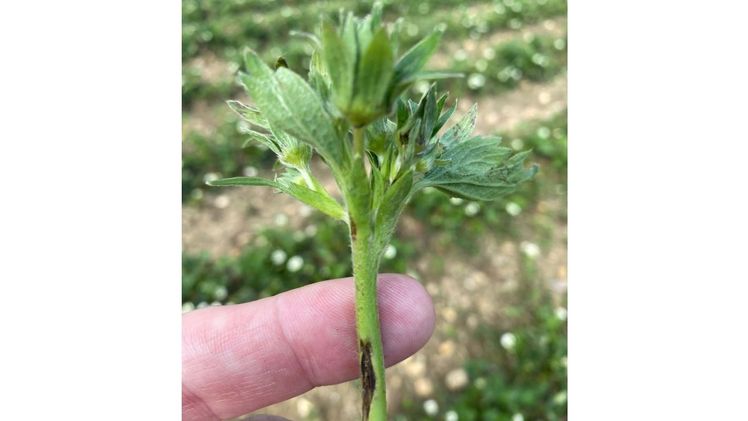 Hagelschaden an Erdbeeren. Bild: VEREINIGTE HAGEL.