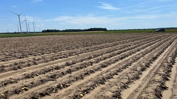 Starkregen im Kartoffelanbau in NRW am 02.07.2025. Bild: VEREINIGTE HAGEL.