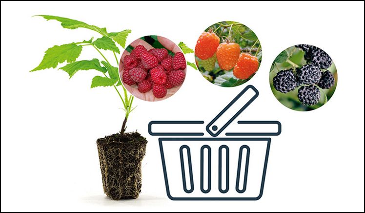 Clever verkaufen. Bild: Lubera.