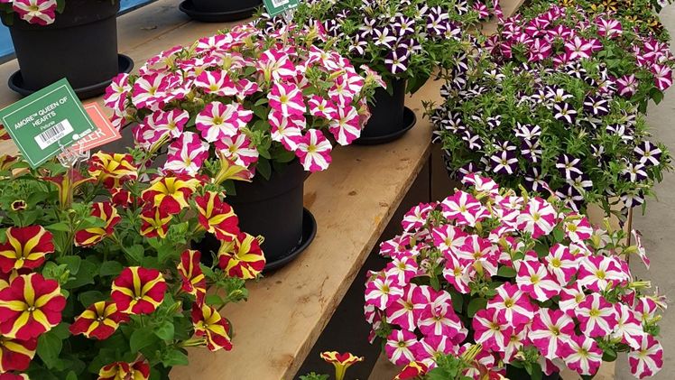 Petunia AMORE® ist vielen Erzeugern schon bekannt. Bild: GABOT.