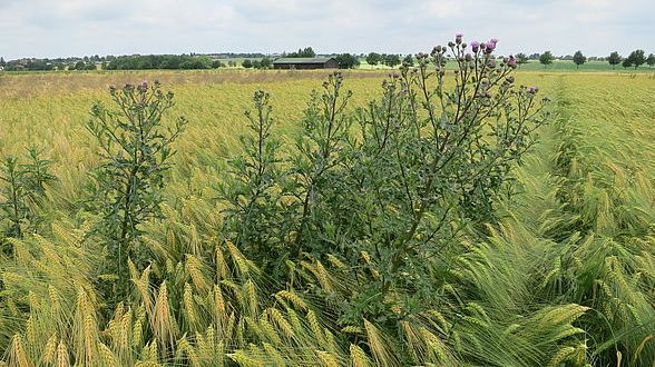 Ackerkratzdistel im Getreidebestand. Bild: A. Littmann/JKI.