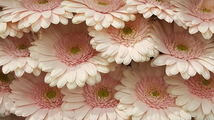 Der Bundeslehrlingswettbewerb der Floristen findet in diesem Jahr vom 27. Juni bis 30. Juni 2024 statt. Bild: GABOT.