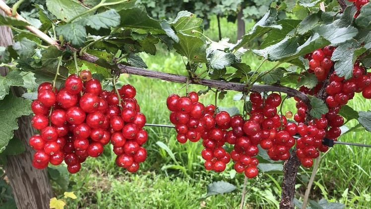 MARLENA® glänzt mit einem auffallend süßem Geschmack. Bild: Artevos GmbH.
