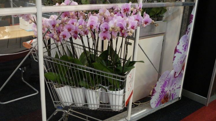 Laut GfK-Prognose werden die Konsumausgaben der privaten Haushalte in Deutschland im Jahr 2018 real um 2% steigen. Bild: GABOT.