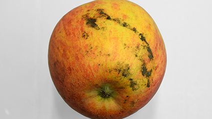 Schwerpunktthema der diesjährigen Ausgabe der Lagerungstagung waren epiphytische Pilze wie Rußtau, die relevante Lagerausfälle verursachen können. Bild: Versuchszentrum Laimburg.