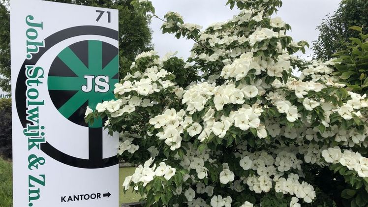 Cornus kousa 'Venus'. Bild: Joh. Stolwijk.