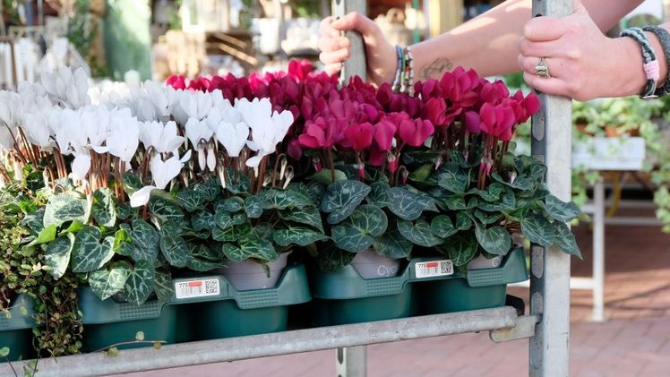 ekaflor tritt dem Mehrwegsystem Euro Plant Tray eG bei. Bild: Euro Plant Tray eG.