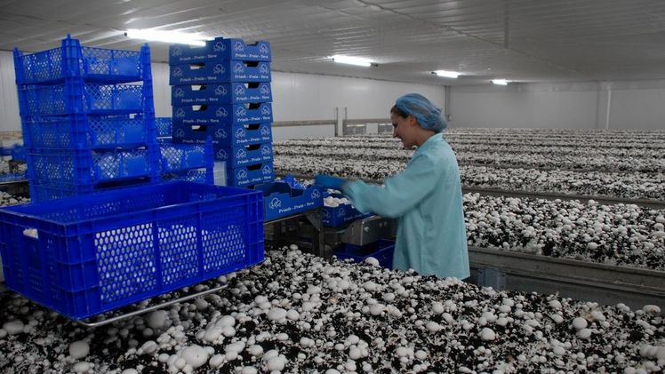 Im Einlagen-System lassen sich Champignons ergonomischer und effizienter ernten als in sechs Lagen übereinander. Bild: GMH/BDC.