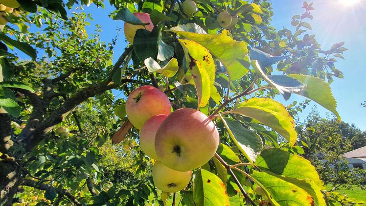 Reiche Ernte auf der Streuobstwiese durch Wissen und Können. Bild: Theresa Petsch.