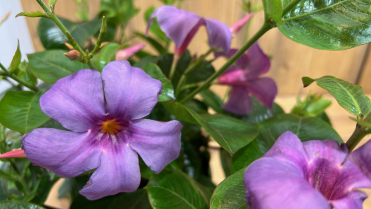 In der Kategorie „Beet- und Balkonpflanze“ ist als „IPM Neuheit 2025“die Sundaville® Blue der Firma Suntory Flowers Europe aus den Niederlanden ausgezeichnet. Foto: ZVG/ Fischer.