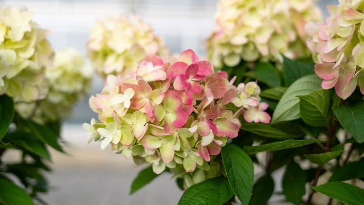 Farbwechsel von Cremeweiß in ein kräftiges Rot. Bild: Bloody Marie.