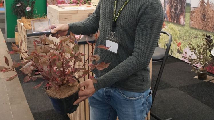 Cornus Alba MIRACLE der niederländischen Baumschule Verpaalen gewann den Green Grand Prix. Bild: GABOT.
