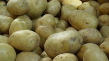 2026 sank die Anbaufläche in Bayern um rund 4% auf etwa 37.400 Hektar. Bild: GABOT.